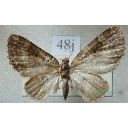 Pterapherapteryx sexalata (Retzius, 1783) Płatynka wierzbówka Slovakia48j